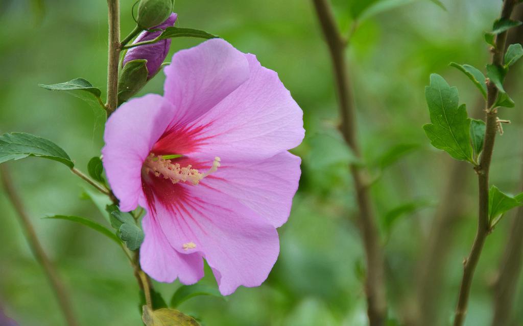 粉色木槿花
