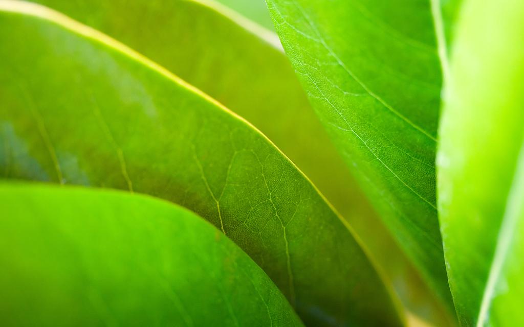 摄影微距下的植物