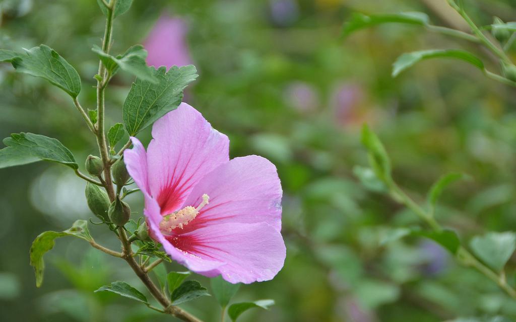 粉色木槿花