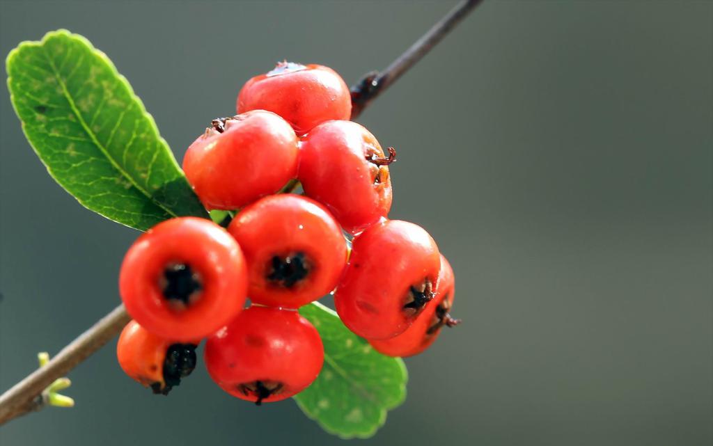 红色的火棘果