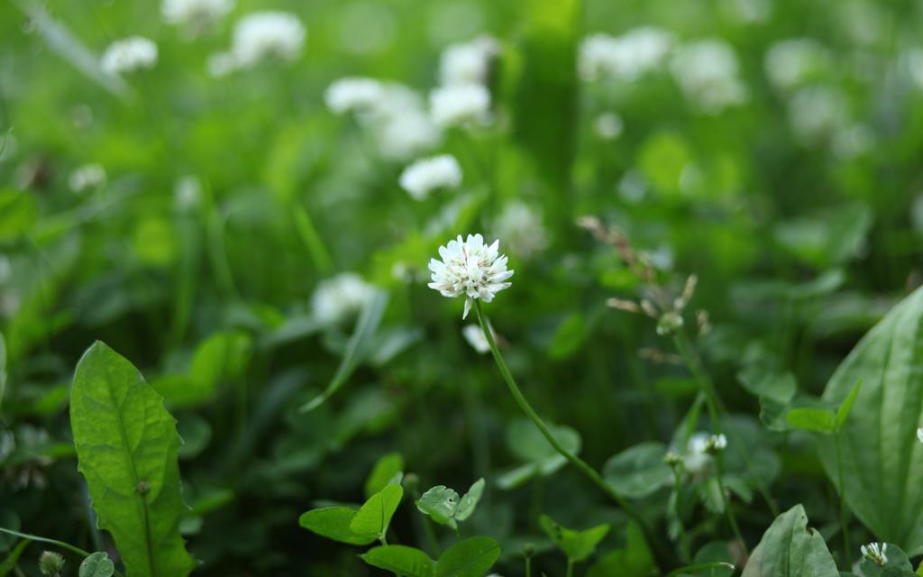 清新的三叶草