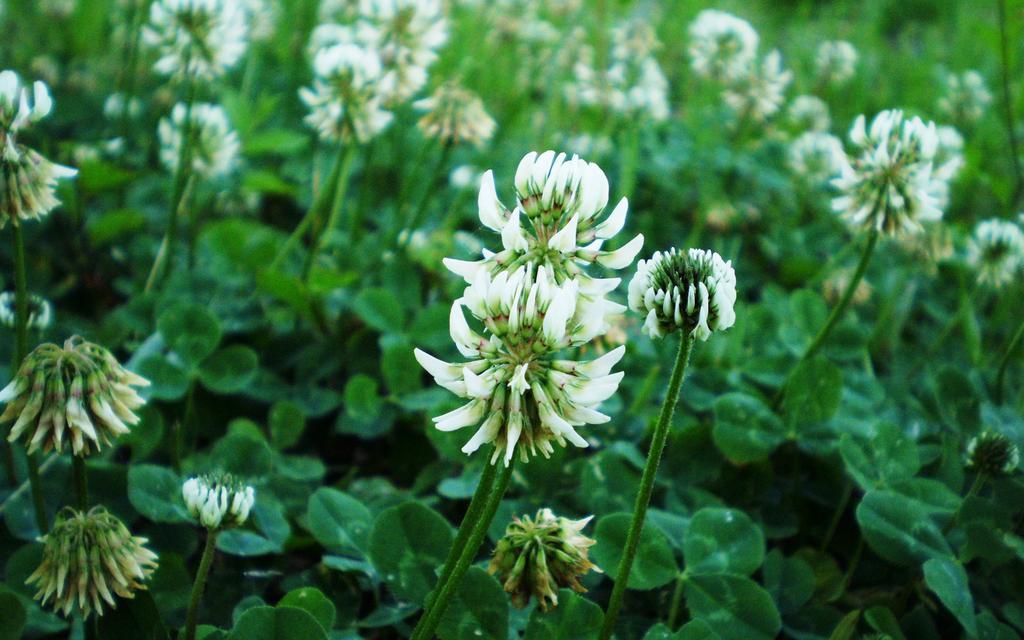 清新的三叶草