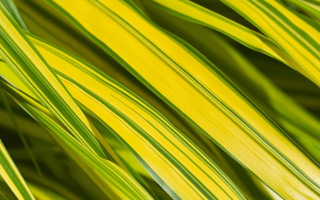 摄影微距下的植物