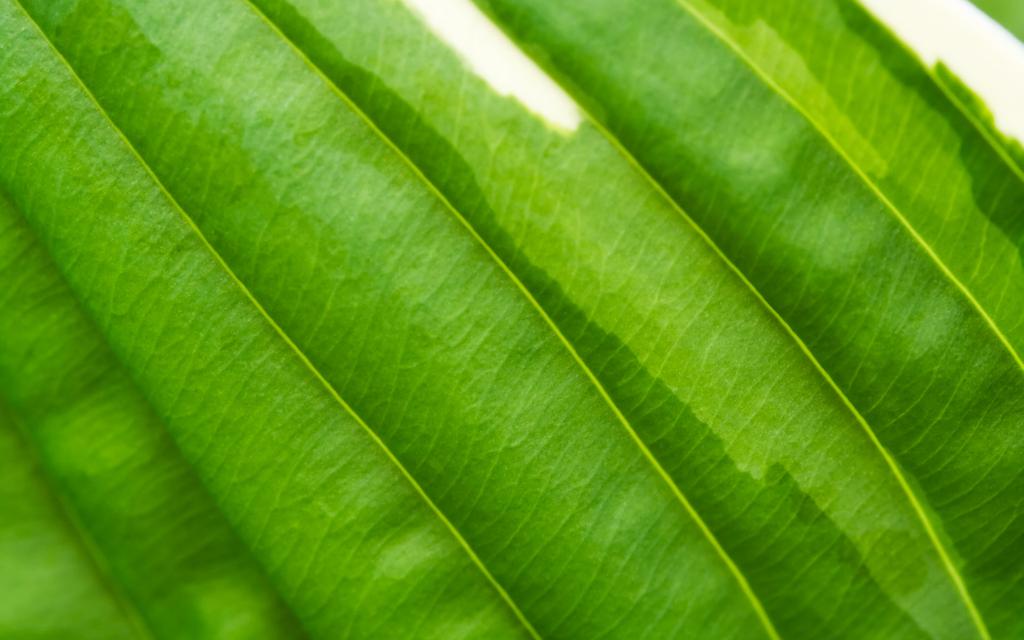 摄影微距下的植物