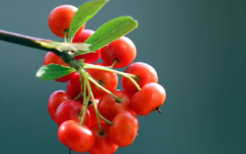 红色的火棘果