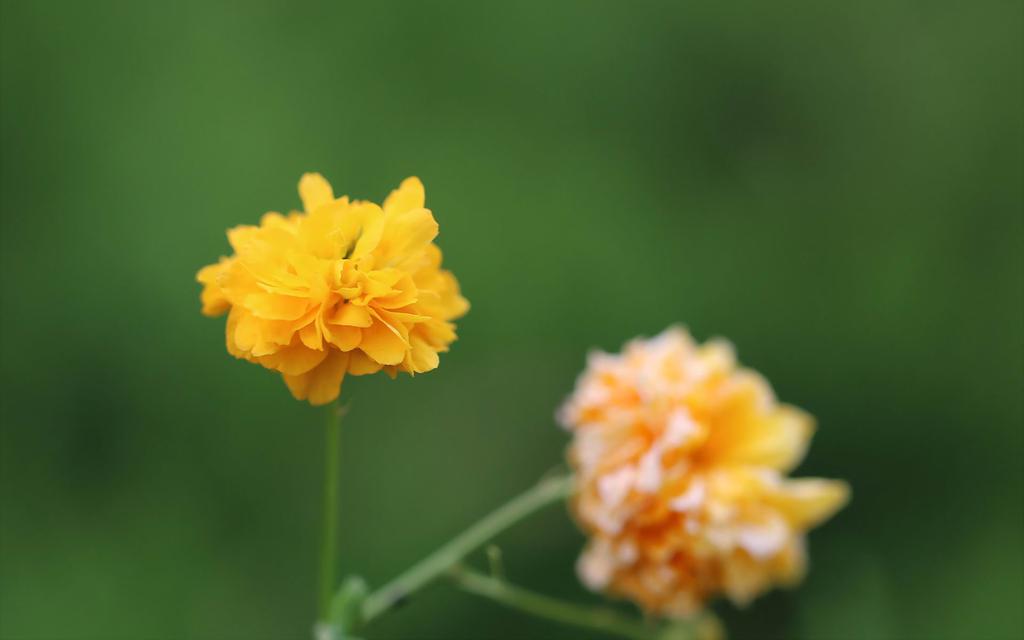 高贵黄色棣棠花