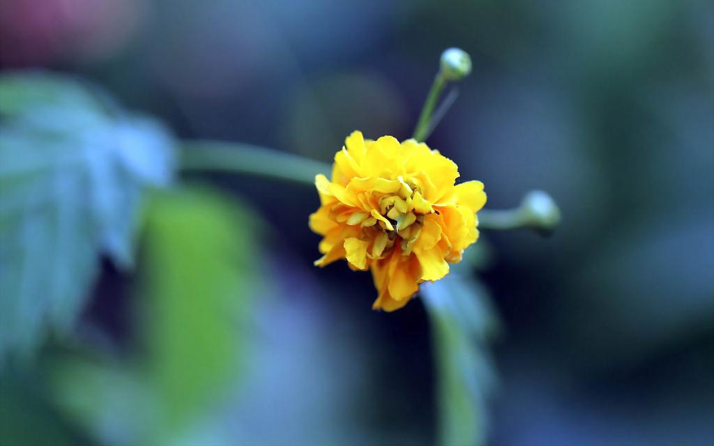 高贵黄色棣棠花