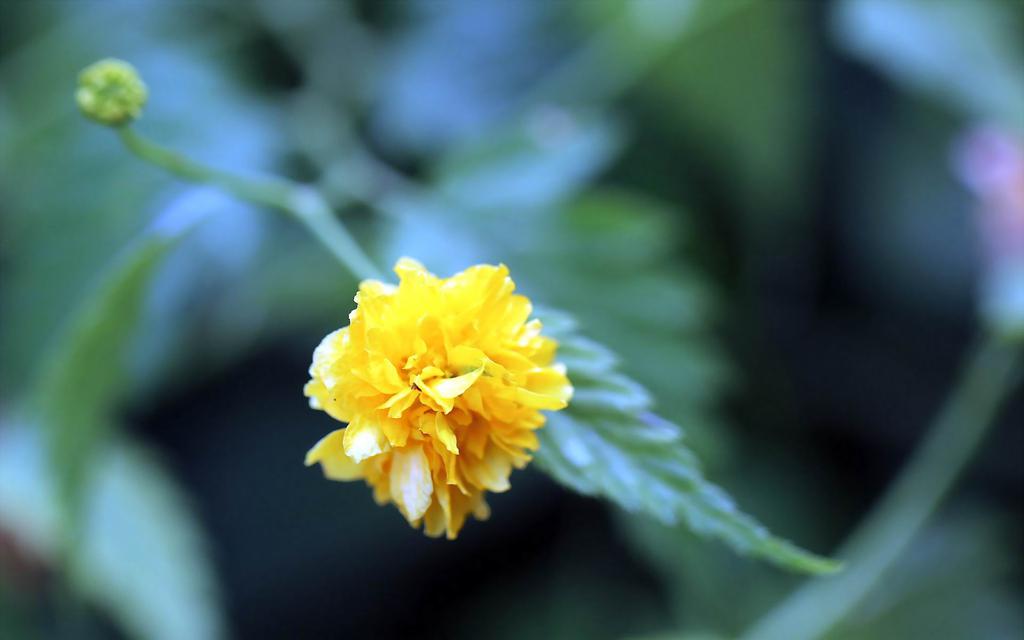 高贵黄色棣棠花