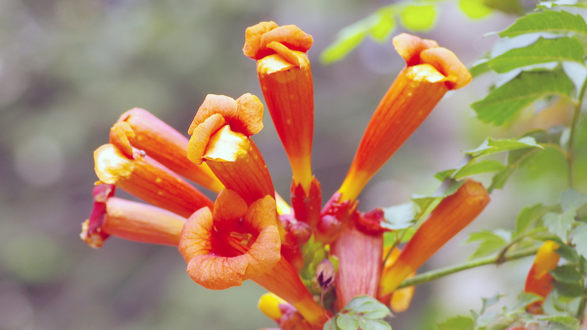 > || 更新时间:2015-12-09 颜色分 橙色 关键词:  花朵 凌霄花