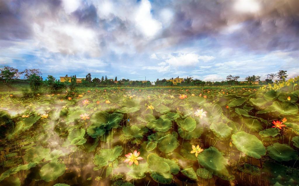 菩提莲水墨炫彩