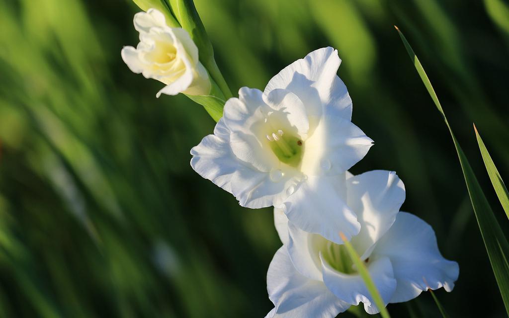 清新唯美唐菖蒲花