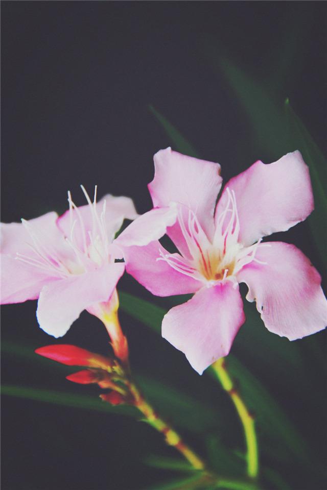 胶片感粉色花朵