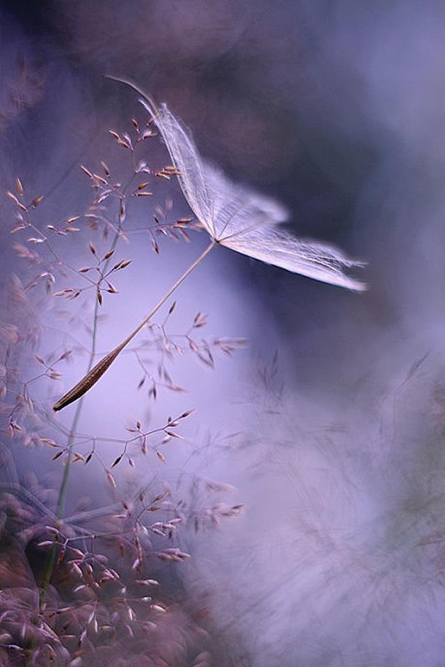 小清新唯美花儿