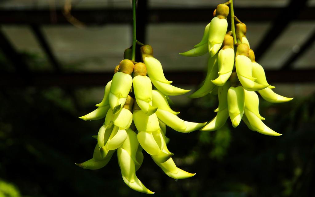 唯美新鲜禾雀花