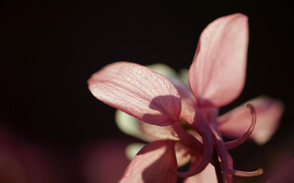 五颜六色耧斗菜