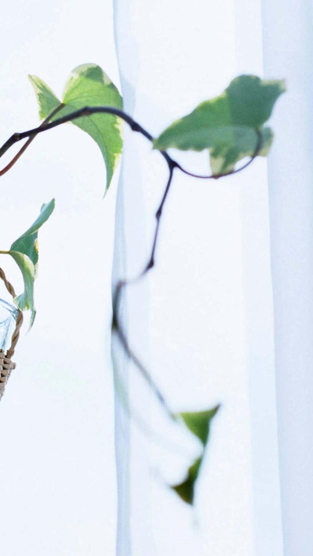 绿色盆栽简约生活