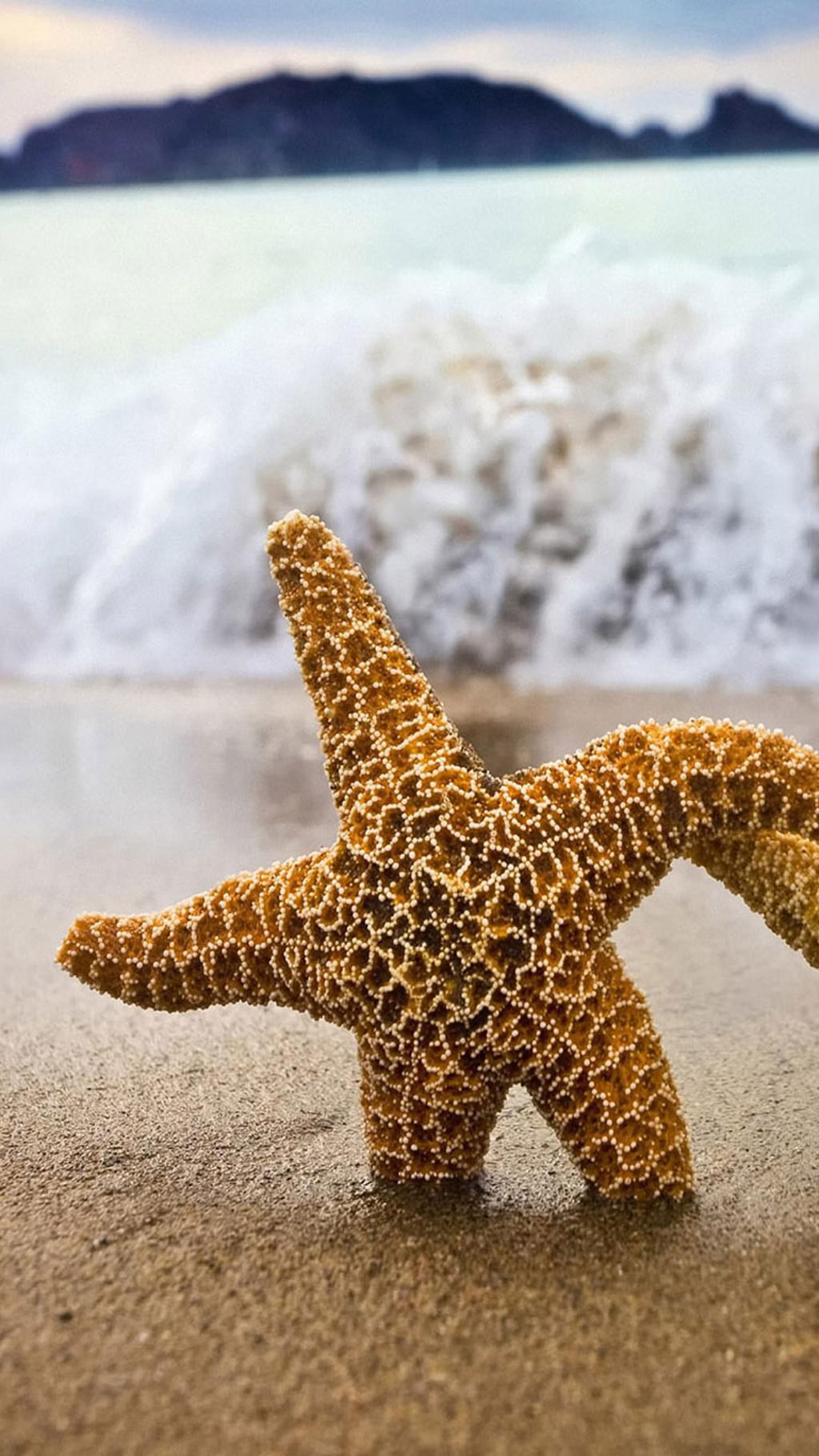 沐浴阳光的海星