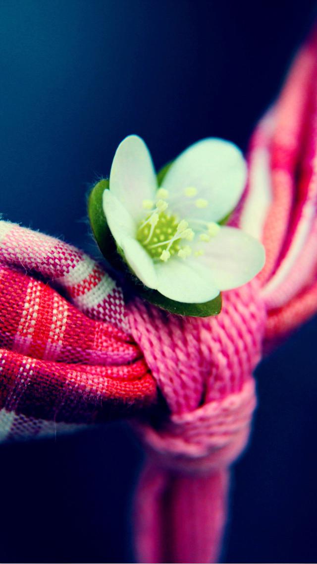 清新淡雅的小花