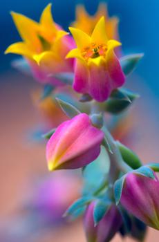 华为荣耀7官方壁纸-4