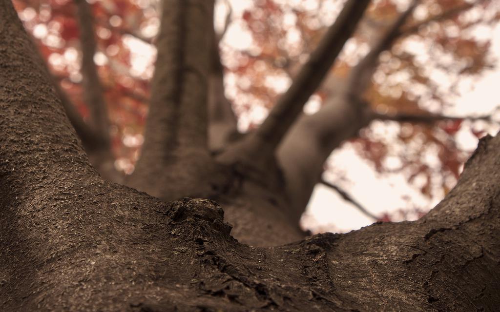 lomo风格田园摄影