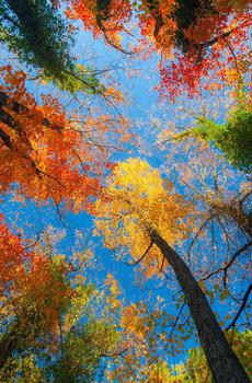 秋季唯美枫叶-0