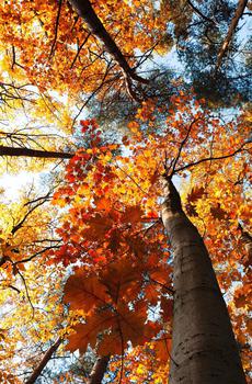 秋季唯美枫叶-3