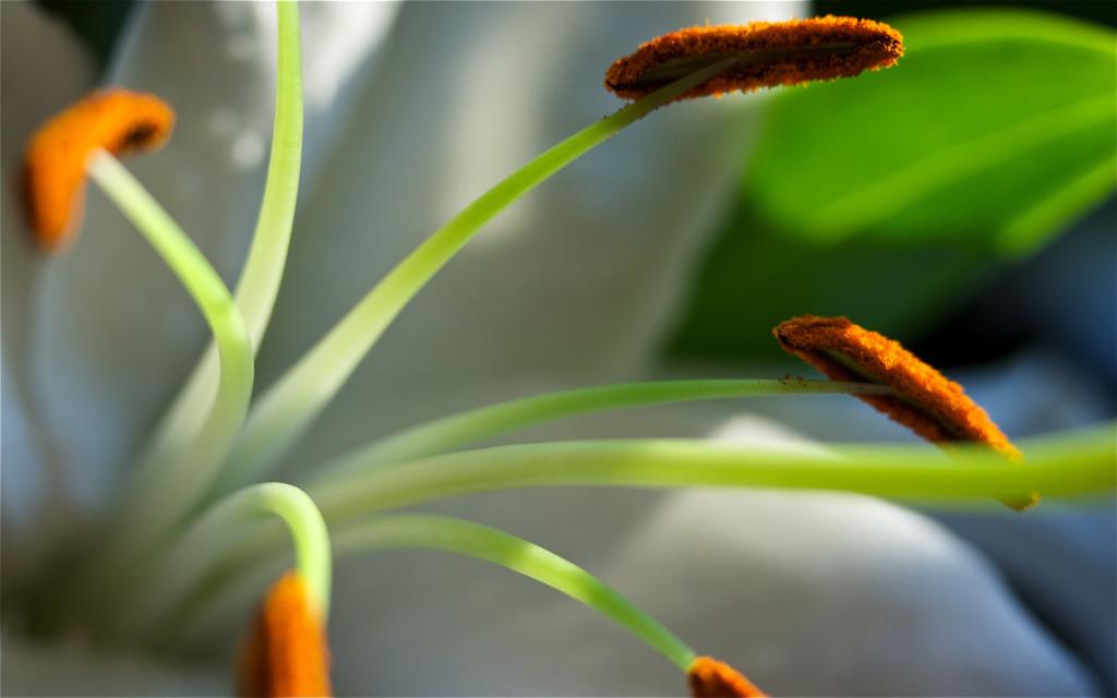 清新淡雅的百合花