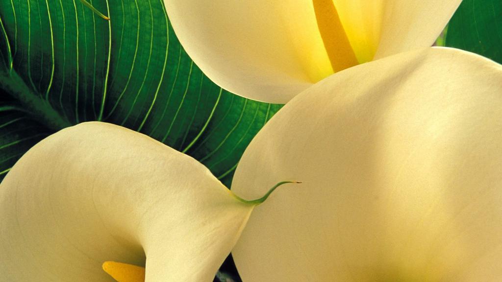 清新淡雅的百合花