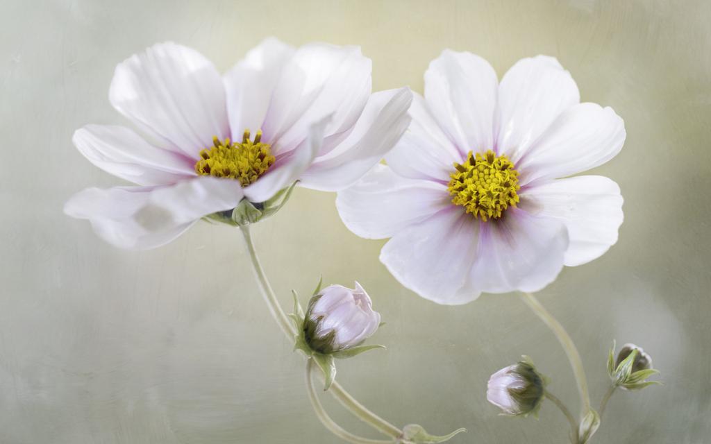 清新淡雅的波斯菊