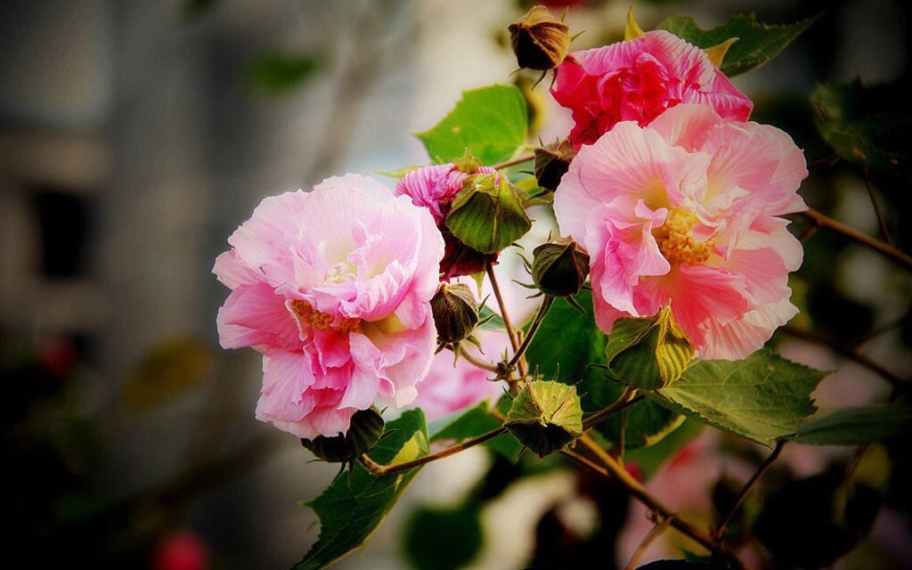 初冬粉色木芙蓉