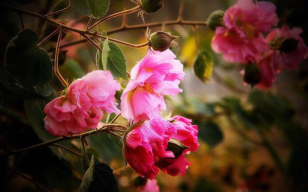初冬粉色木芙蓉