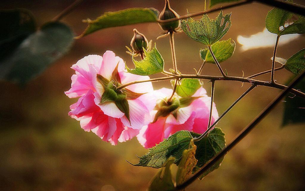 初冬粉色木芙蓉