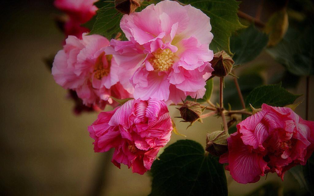初冬粉色木芙蓉