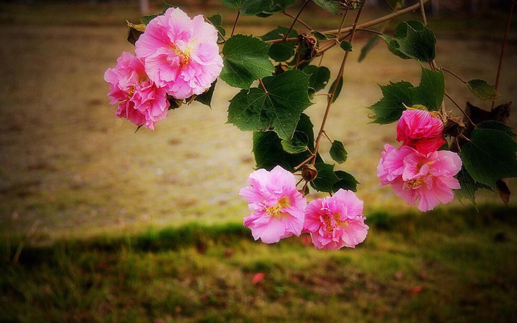 初冬粉色木芙蓉