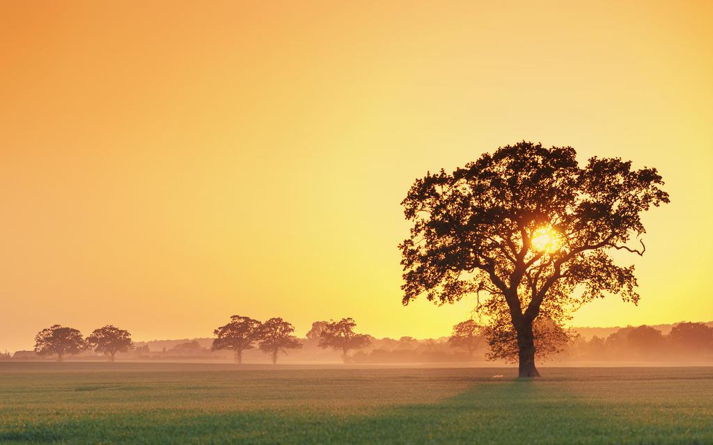 晨曦朝霞中的树木