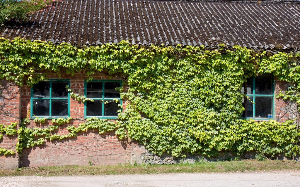 窗户上花和植物