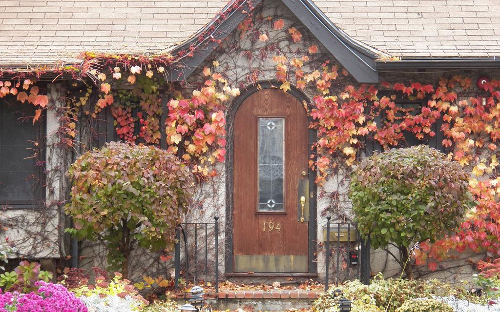 窗户上花和植物