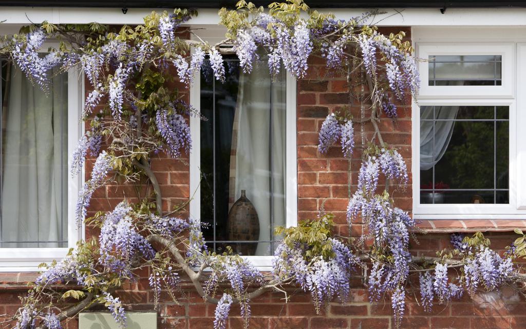 窗户上花和植物