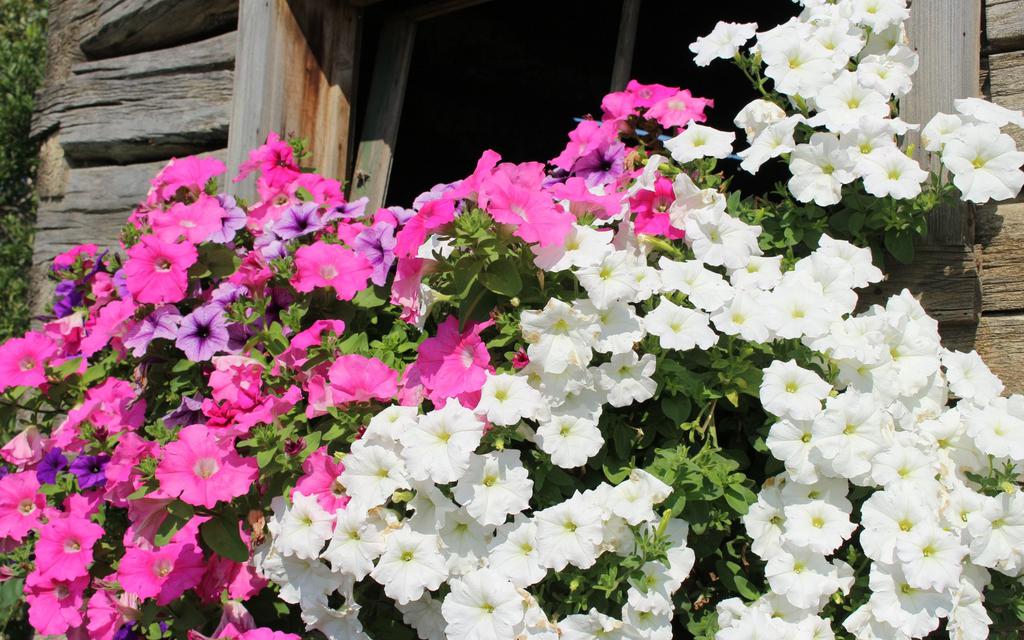 窗户上花和植物