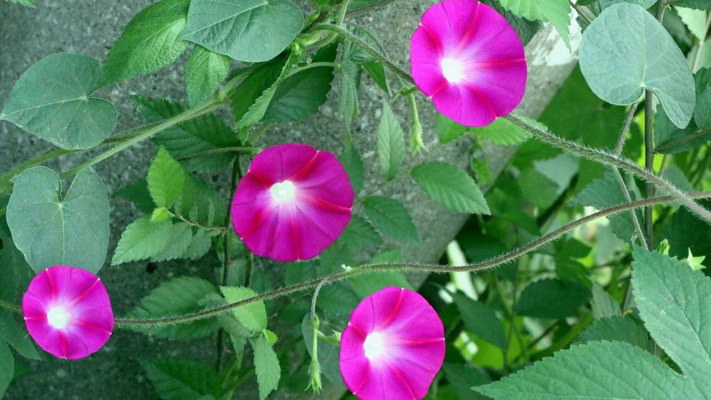 小清新的牵牛花