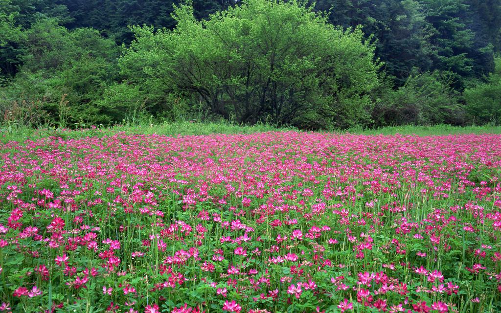 粉色花儿的海洋