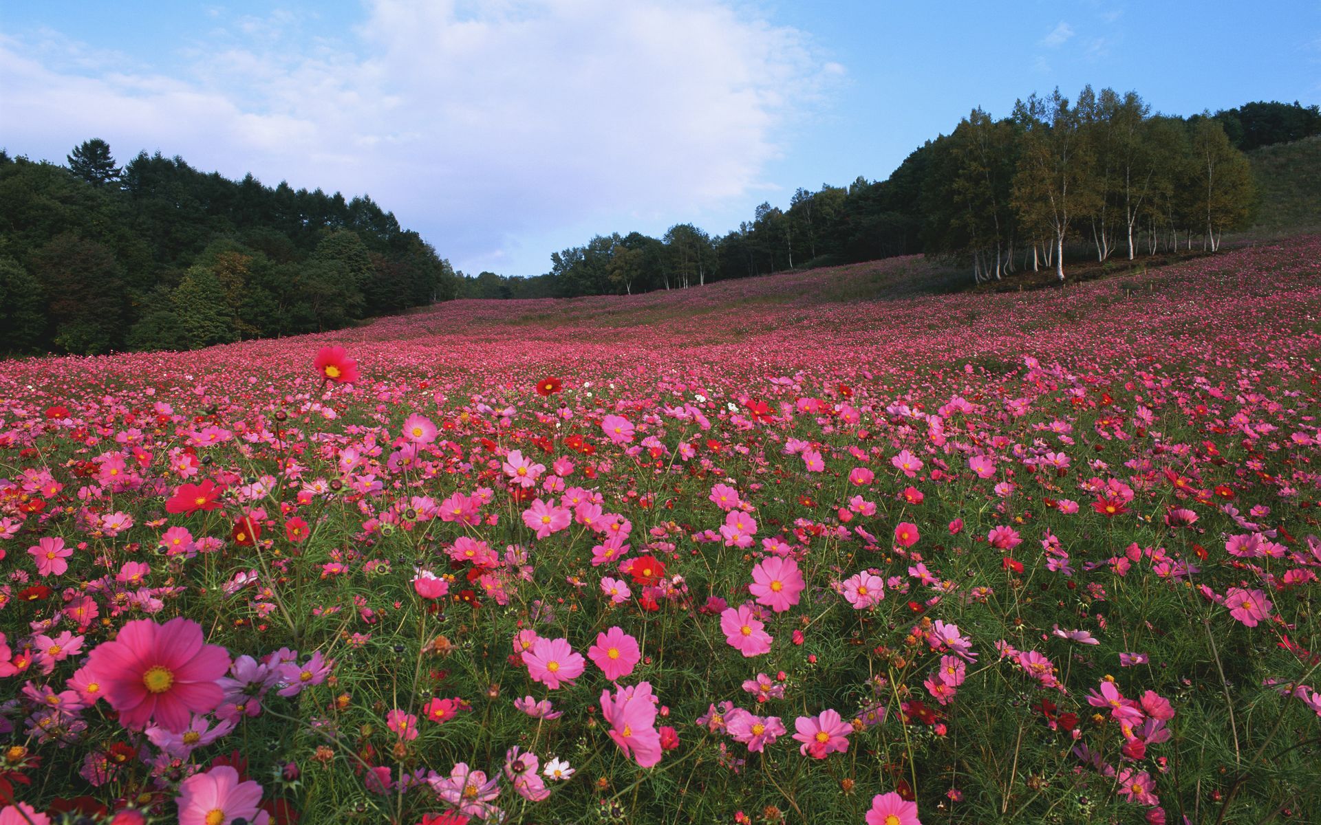 粉色花儿的海洋,高清图片,电脑桌面-壁纸族