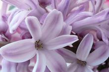 草本植物风信子