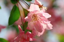 粉色的海棠花