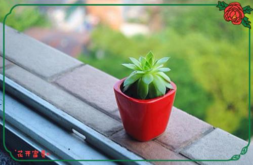 绿色系植物美景