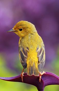 春季小鸟花雀-3