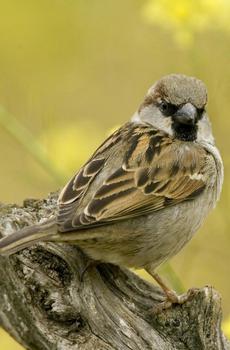 春季小鸟花雀-5