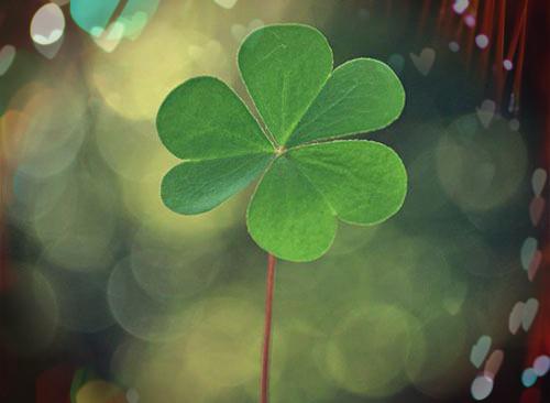 承载爱的四叶草