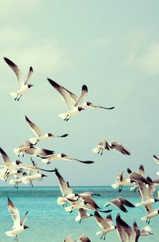 纯净大海海鸥-4