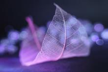 叶子生命的脉络